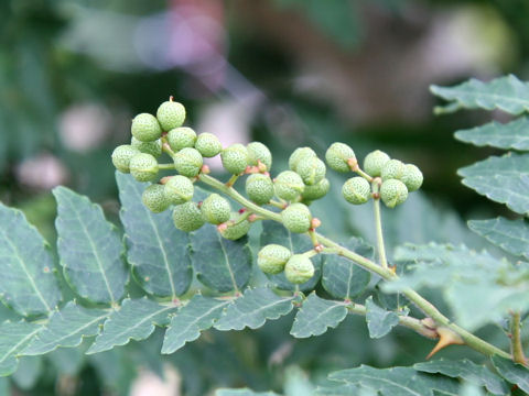 Zanthoxylum piperitum