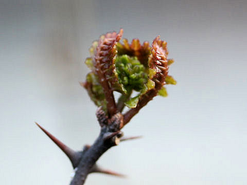 Zanthoxylum piperitum