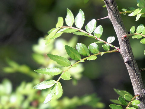 Zanthoxylum piperitum