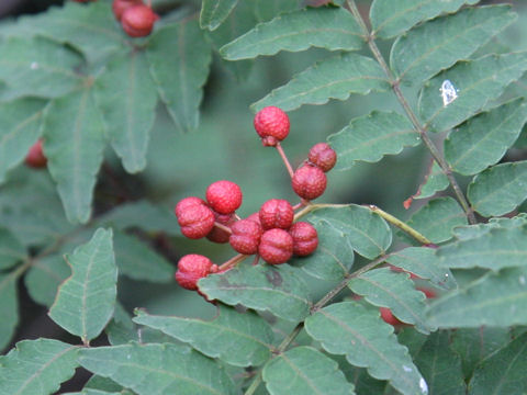 Zanthoxylum piperitum