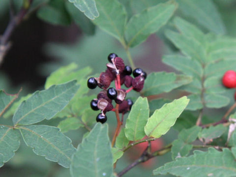 Zanthoxylum piperitum