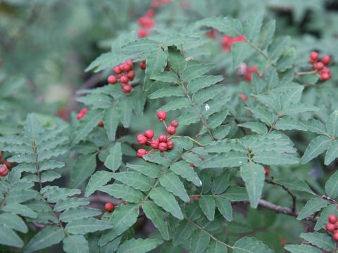 Zanthoxylum piperitum