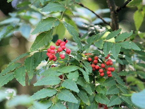 Zanthoxylum piperitum