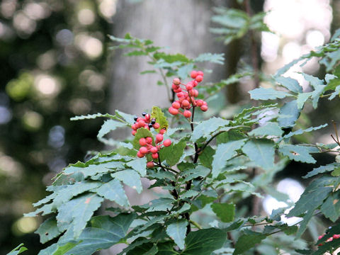 Zanthoxylum piperitum