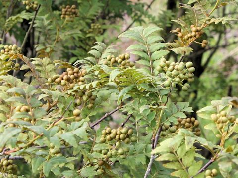 Zanthoxylum piperitum