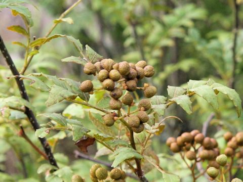 Zanthoxylum piperitum