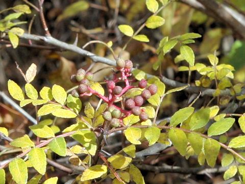 Zanthoxylum piperitum