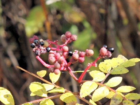 Zanthoxylum piperitum