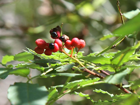 Zanthoxylum piperitum