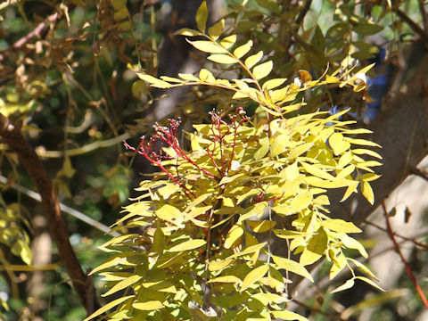 Zanthoxylum piperitum