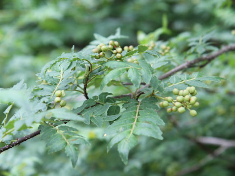 Zanthoxylum piperitum