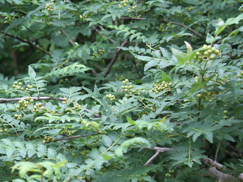 Zanthoxylum piperitum