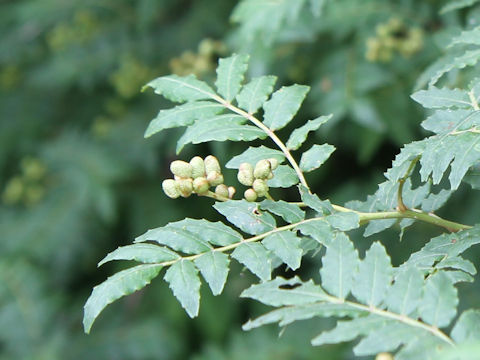 Zanthoxylum piperitum