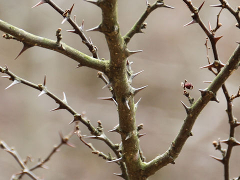 Zanthoxylum piperitum