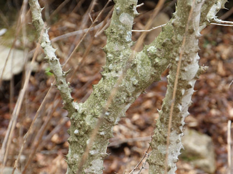 Zanthoxylum piperitum