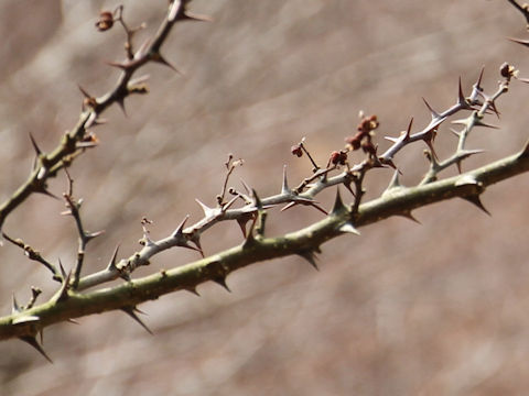 Zanthoxylum piperitum