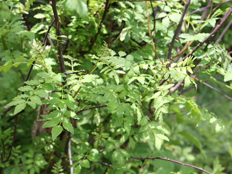 Zanthoxylum piperitum