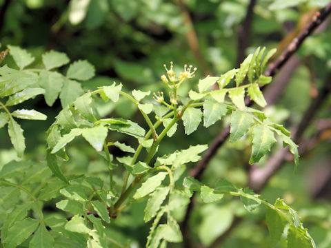 Zanthoxylum piperitum