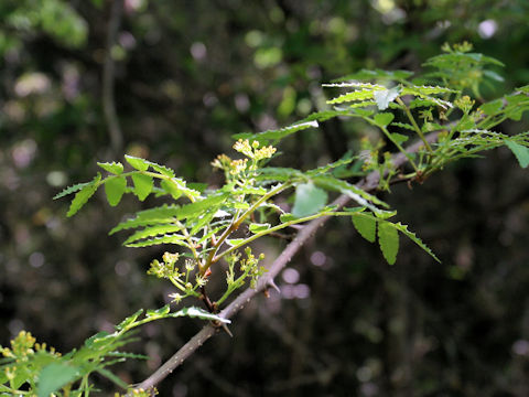 Zanthoxylum piperitum