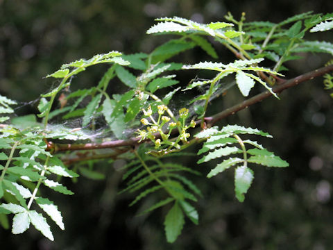 Zanthoxylum piperitum