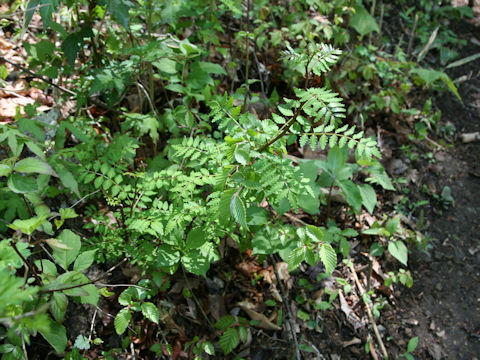 Zanthoxylum piperitum