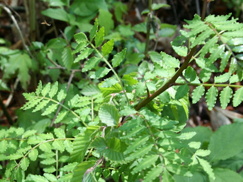 Zanthoxylum piperitum