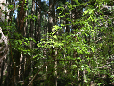 Zanthoxylum piperitum