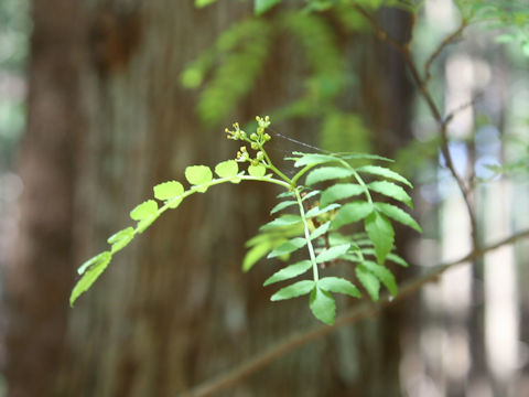 Zanthoxylum piperitum