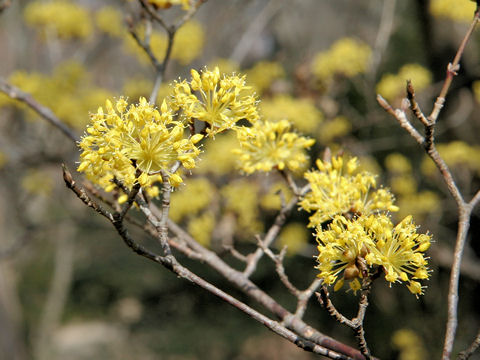 Cornus officinalis