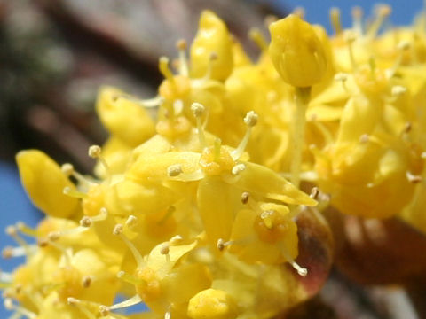 Cornus officinalis