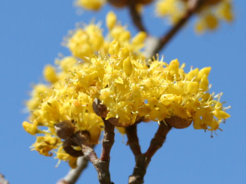 Cornus officinalis