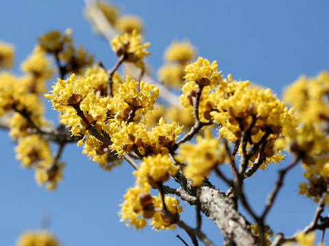 Cornus officinalis