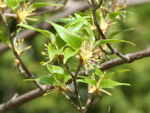 Cornus officinalis