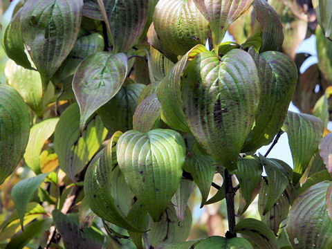 Cornus officinalis