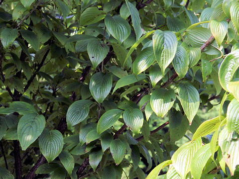 Cornus officinalis