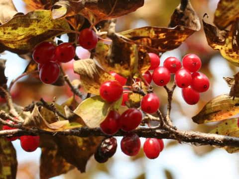 Cornus officinalis