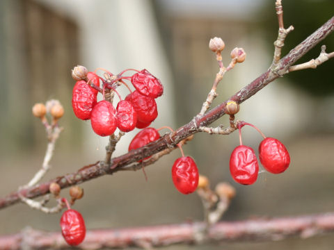 Cornus officinalis