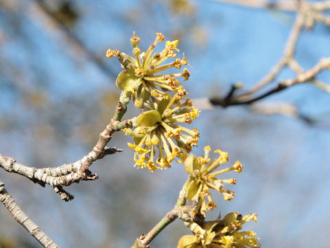 Cornus officinalis