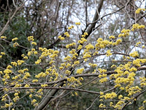 Cornus officinalis