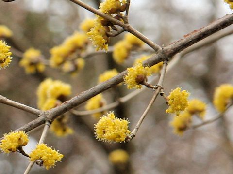 Cornus officinalis