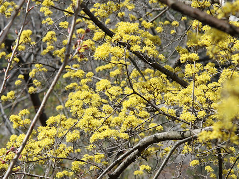 Cornus officinalis