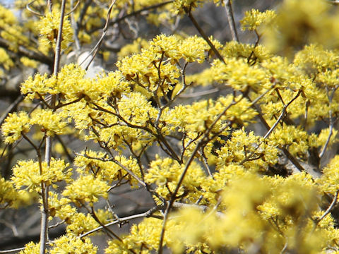 Cornus officinalis