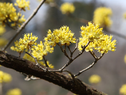 Cornus officinalis