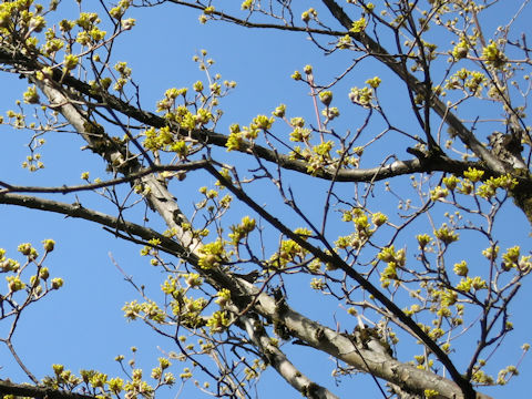 Cornus officinalis