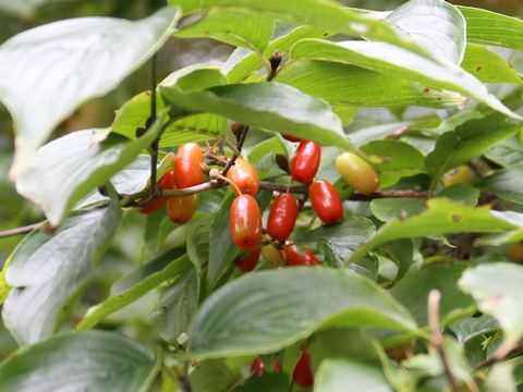 Cornus officinalis