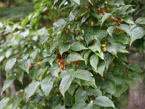 Cornus officinalis