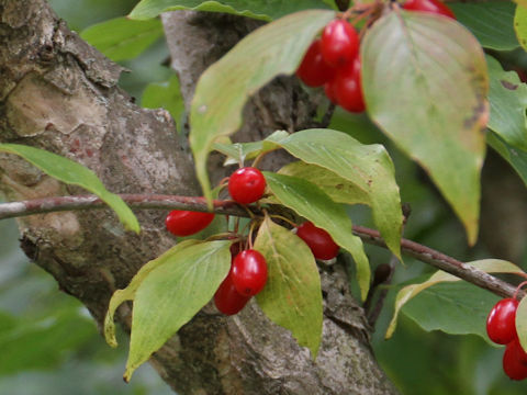 Cornus officinalis