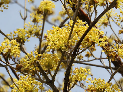 Cornus officinalis