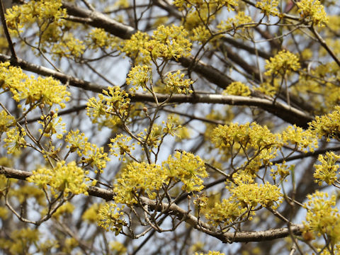 Cornus officinalis