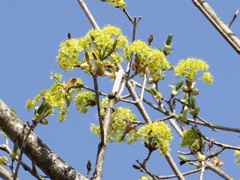 Cornus officinalis